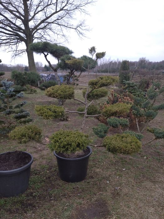 Bonsai Niwaki Jałowiec Formowany