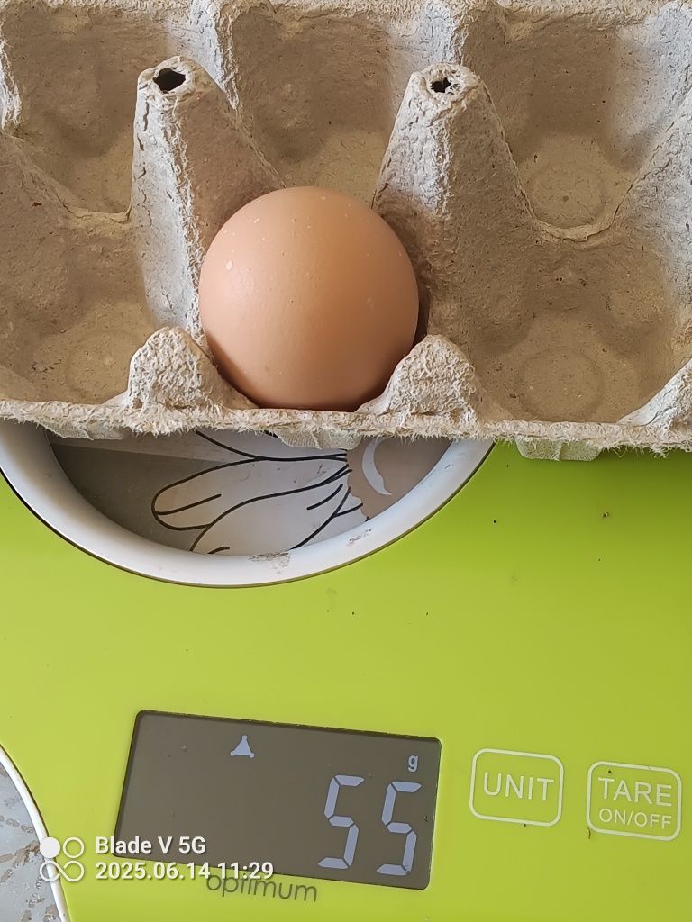 Jajka od kur z wolnego wybiegu