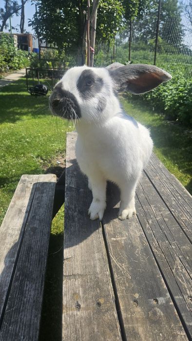 Srokacz niemiecki samiec