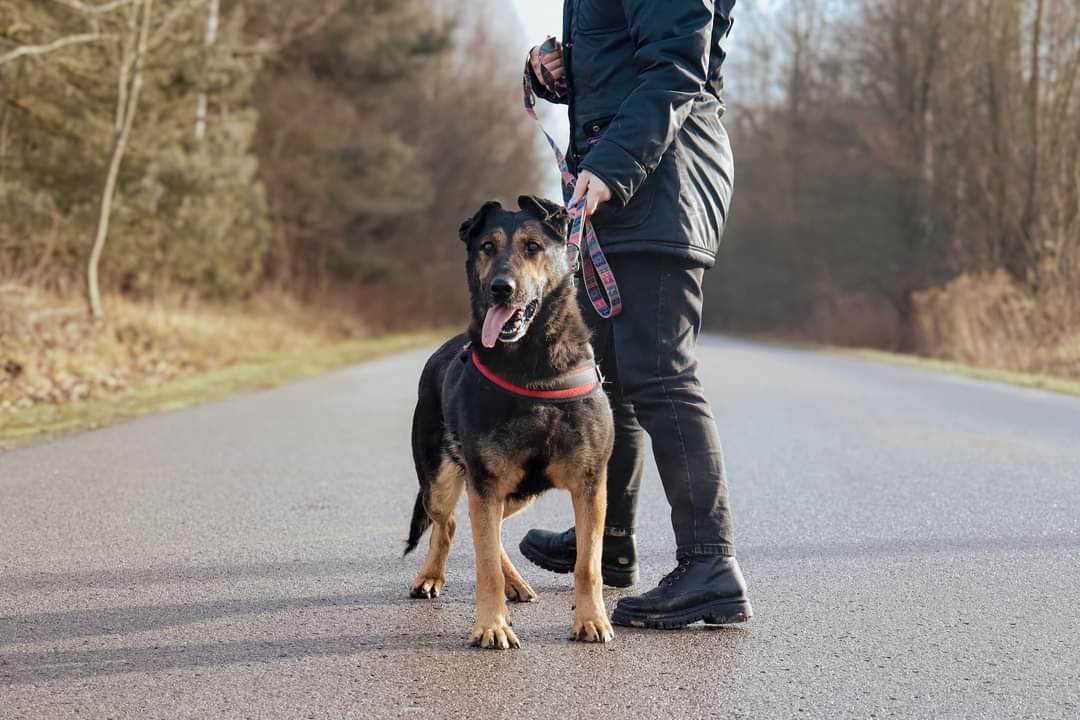 Pies, suczka do adopcji, schronisko strzelce