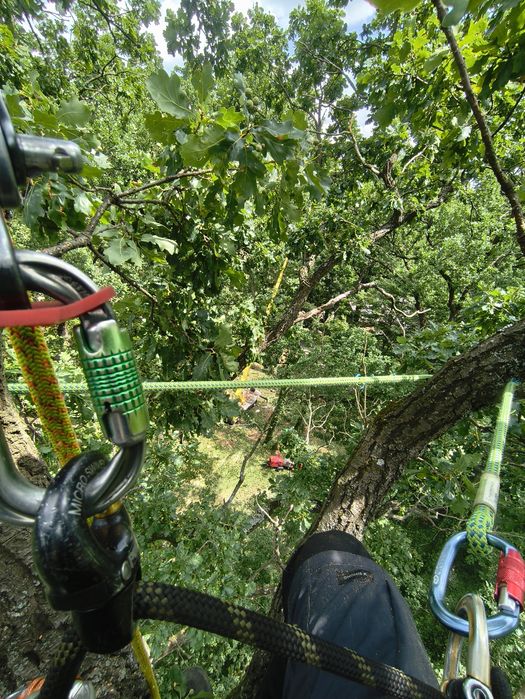 Wycinka drzew i usługi arborystyczne
