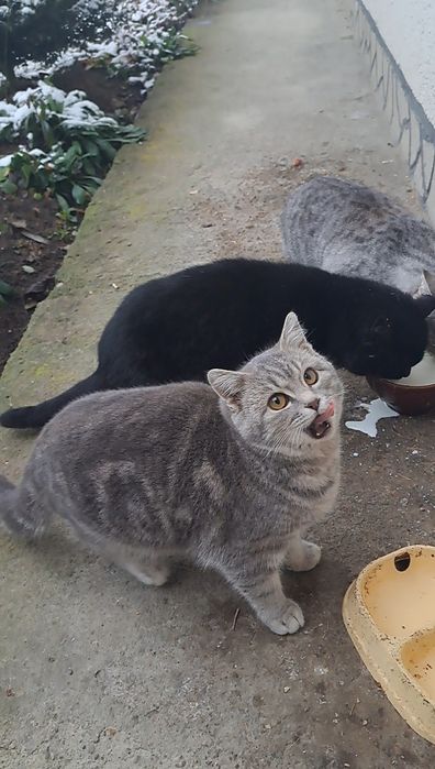 Маю шикарне кошеня британське кошеня на Миколая