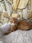 Maine Coon rudy kocurek