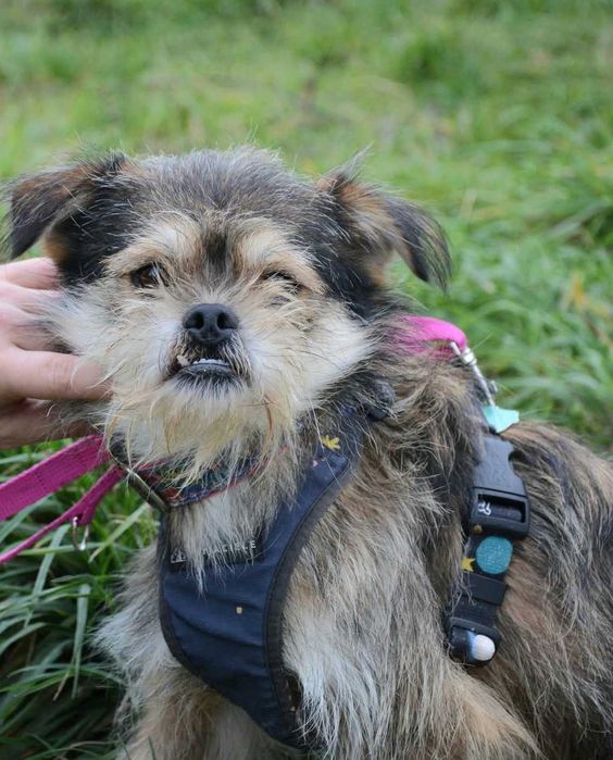 Okruszek - uratuj malutkiego slodziaka przed zimą w schronisku