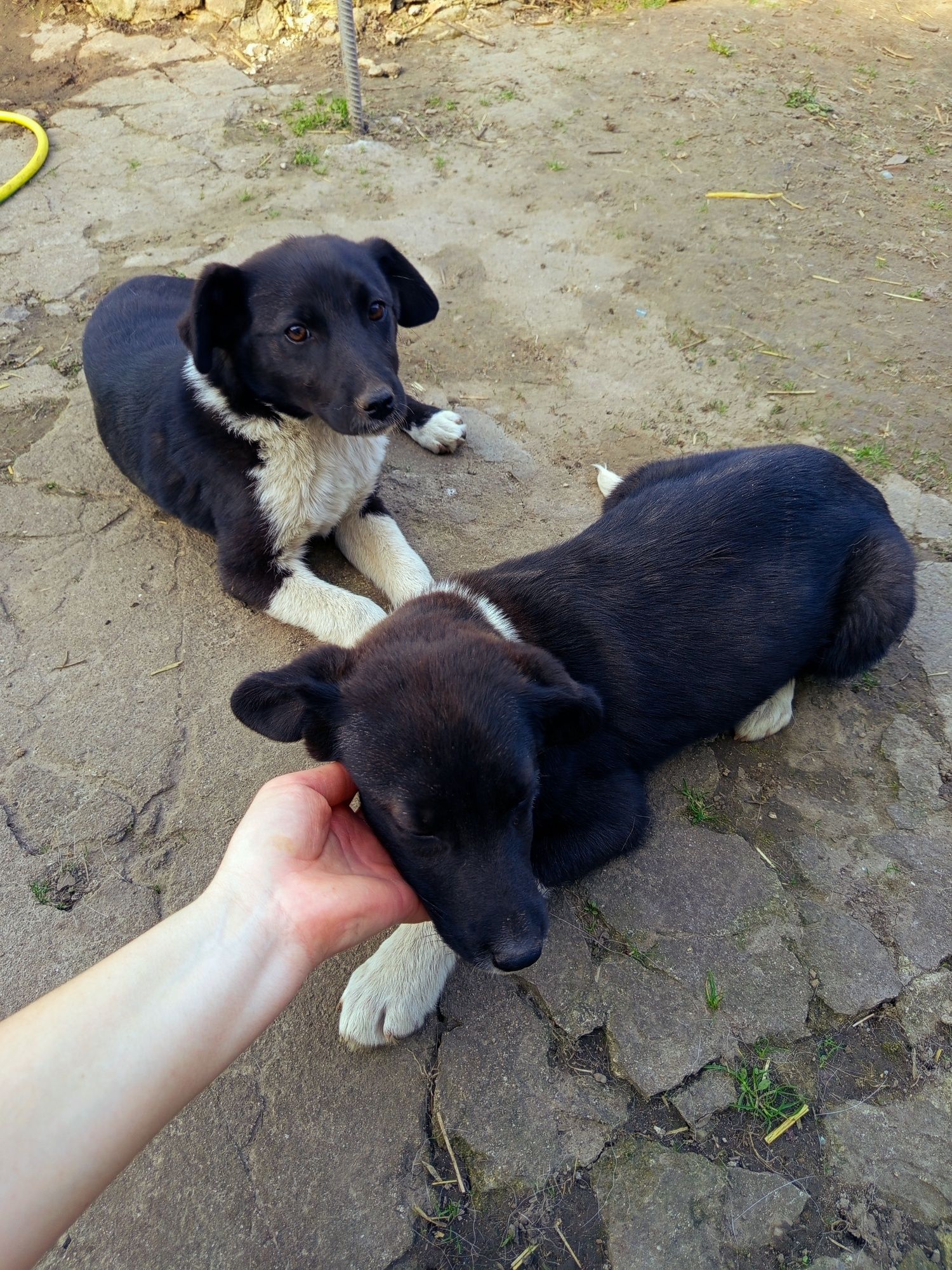 Віддамо безкоштовно собачок у добрі руки