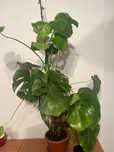Monstera kwiat doniczkowy