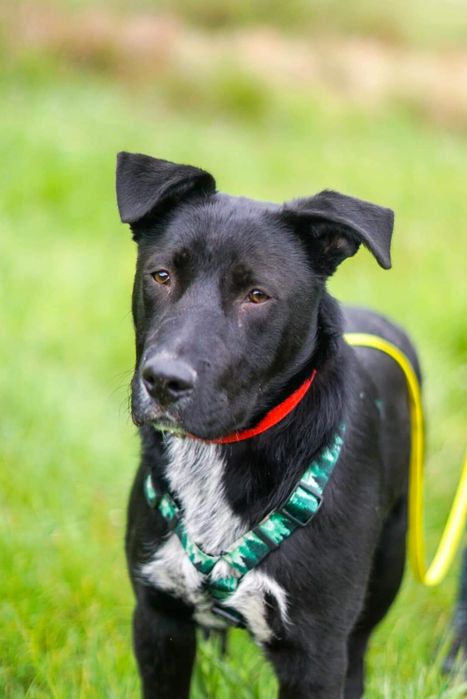 Młodziutki, cudowny Filo w typie TTB szuka domu