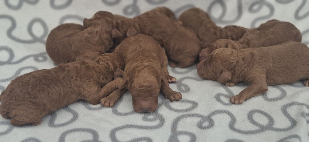 Szczenię pudel średni red z metryką