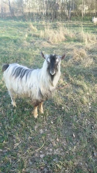 Продажа козочек/Обмен козликами.