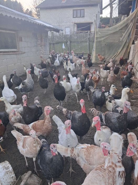 Sprzedam Indyki, Kaczki, Gęsi.