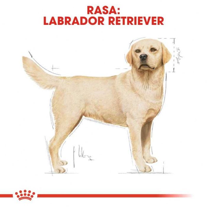 Karma dla psa sucha Royal Canin Breed Labrador Retriever Adult 12kg