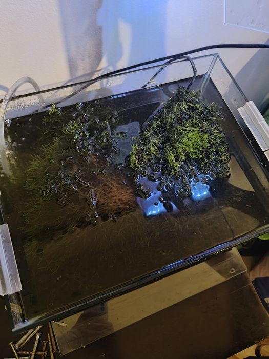 Musgo de Java para aquário de água doce