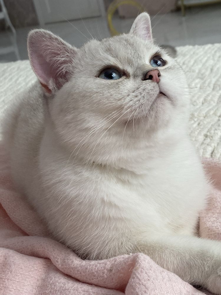 Золотая шиншилла