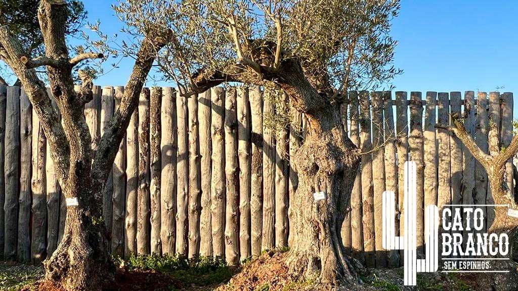 Oliveiras do Alentejo