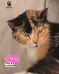 Gata para adoção (Ginha)
