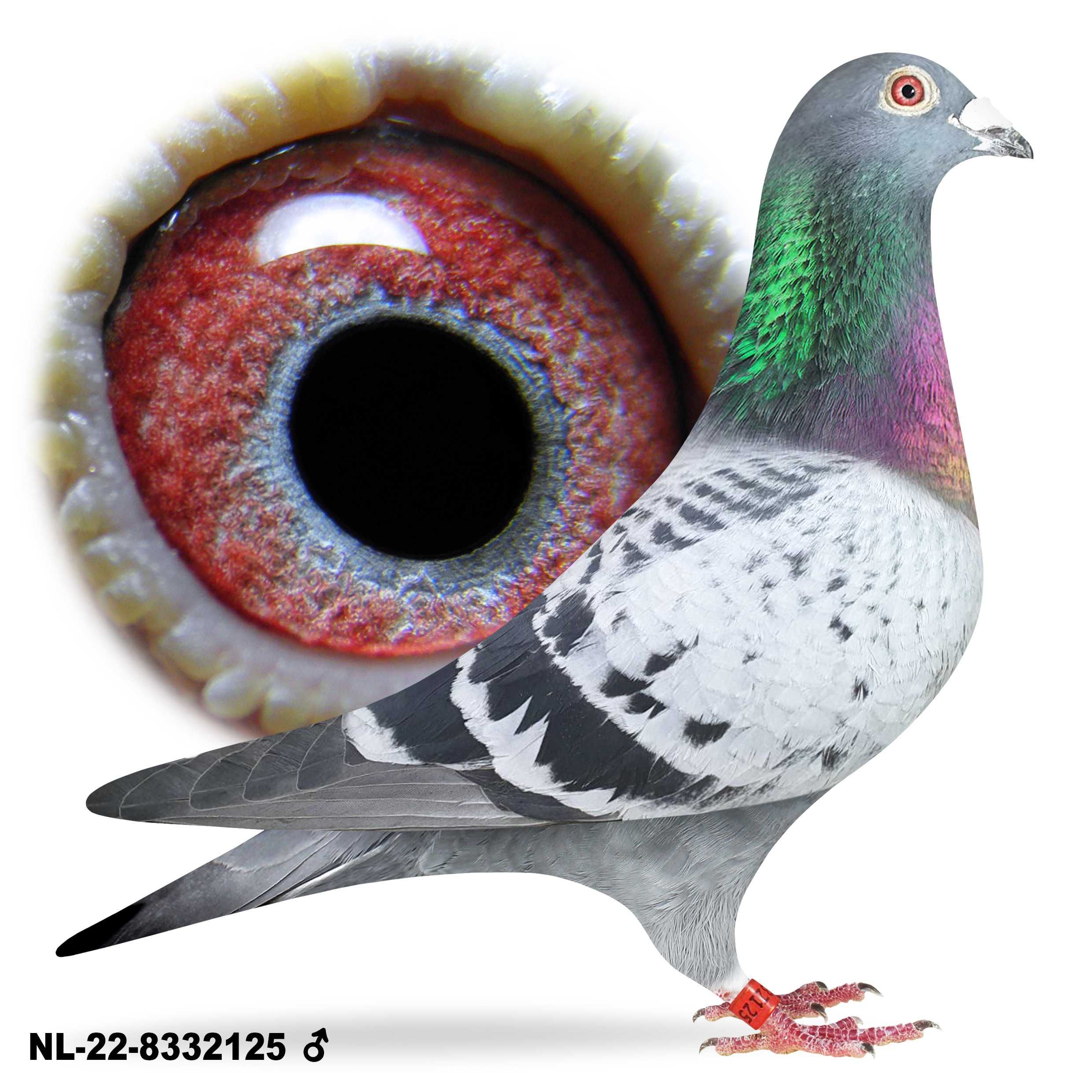 Młode para nr 119  Vandenabeele Super lotniki gołąb gołębie pocztowe