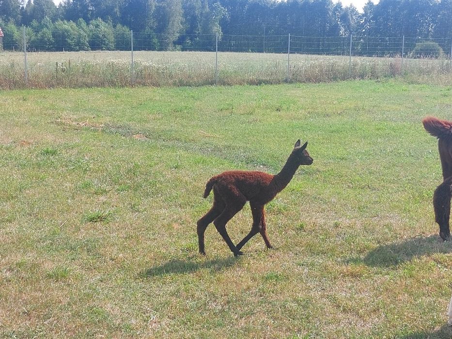 Sprzedam samiczkę alpaki