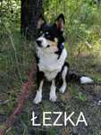 ŁEZKA mała spokojna suczka szuka domu