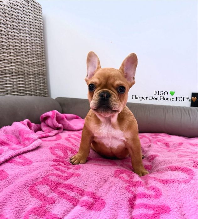 FIGO Buldog francuski ZKwP FCI, Hodowla Harper Dog House FCI