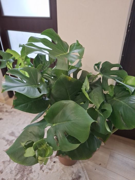 Монстера . Кімнатні рослини.