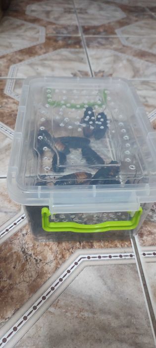 Всевозможный живой корм, таракан сверчок зофобас знахарь мучник тарган