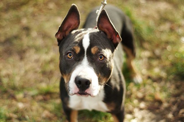Dexter - piękny, młody pies w typie bulla do pilnej adopcji