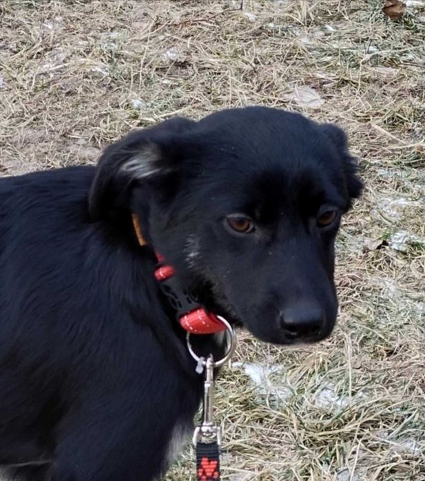 Віддам у самі люблячі руки