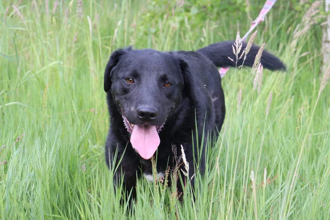 Pies do adopcji, schronisko strzelce, typ labrador