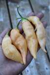 Vendo malaguetas frescas Sugar Rush Peach