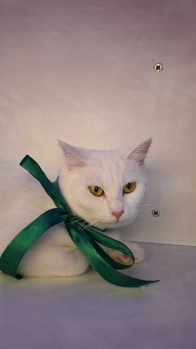 Кому пухнасту блондинку ?