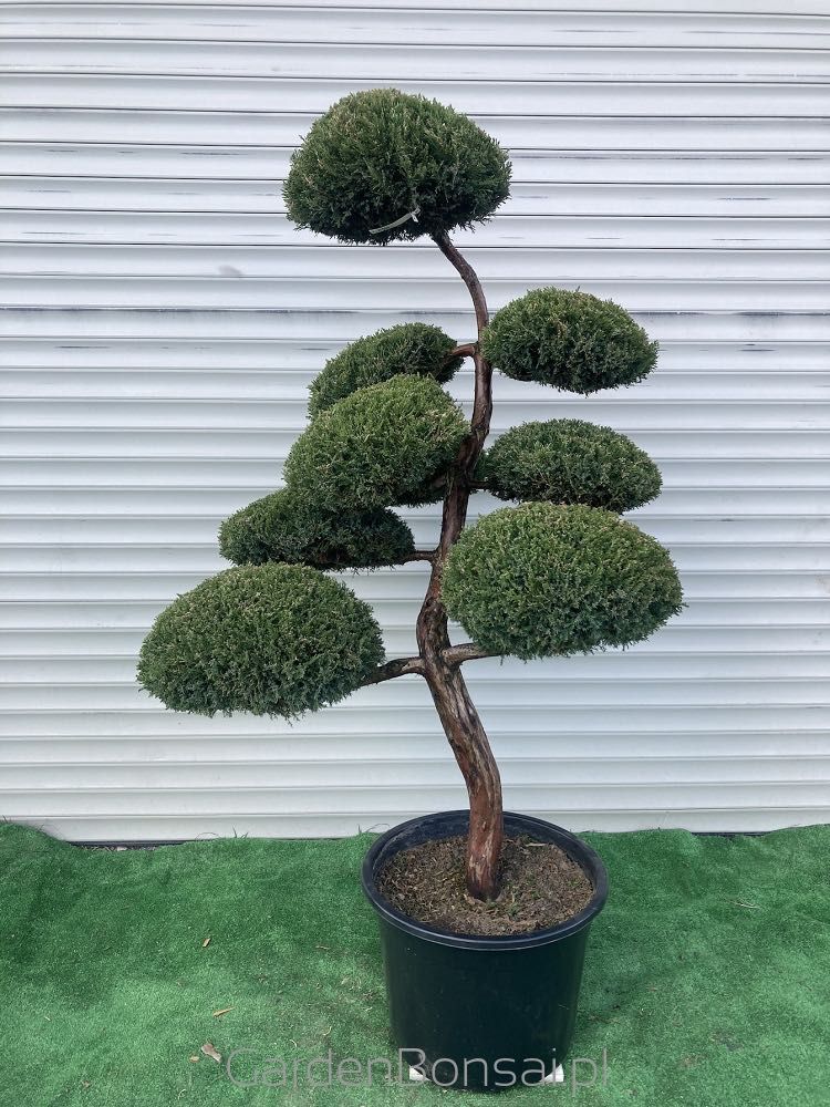 Doniczka z Bonsai z Jałowca pośredniego "Mint Julep" - 150 cm