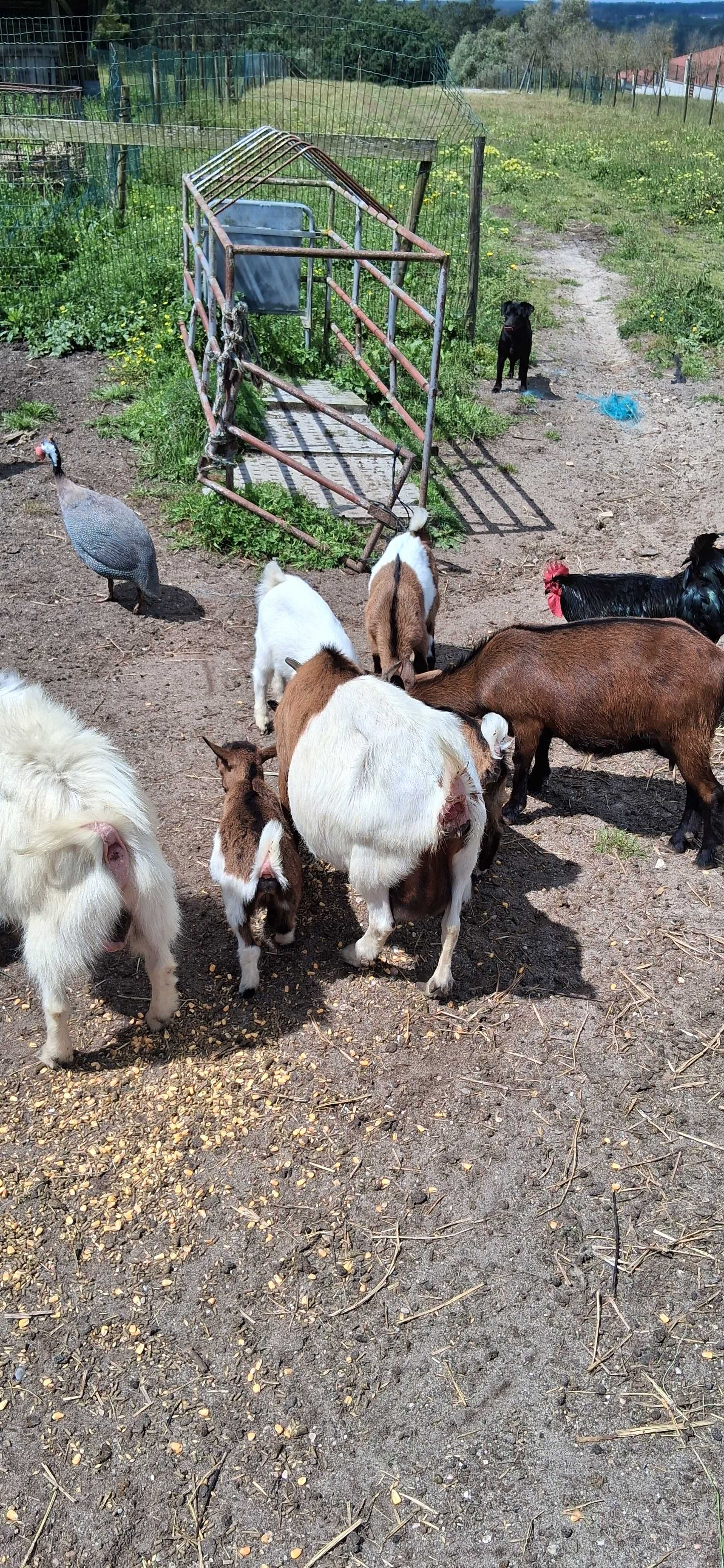 Cabras anas para venda machos e fêmeas, de partos duplos e triplos.