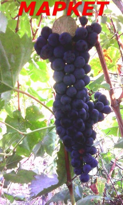 черенки и саженцы технических сортов винограда