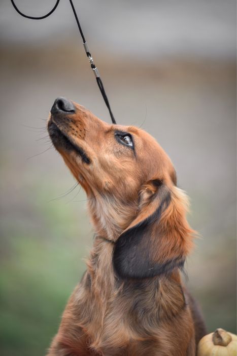 Довгошерстна стандартна такса. Кобель