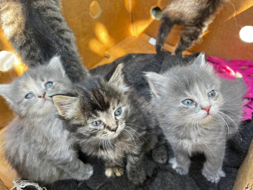 Котенок девочка 1 месяц