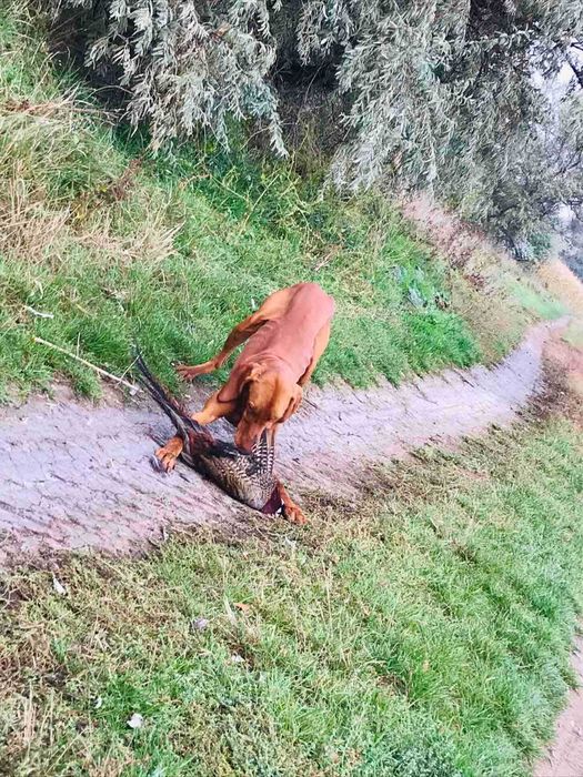 Кобель угорська вижла угорська лягава венгерская выжла для вязки