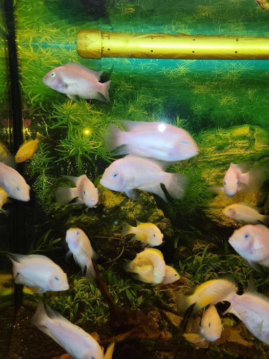 Цихлазома чернополосая альбинос