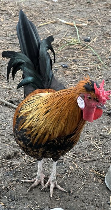 Kogut mix ras kochin czubatka