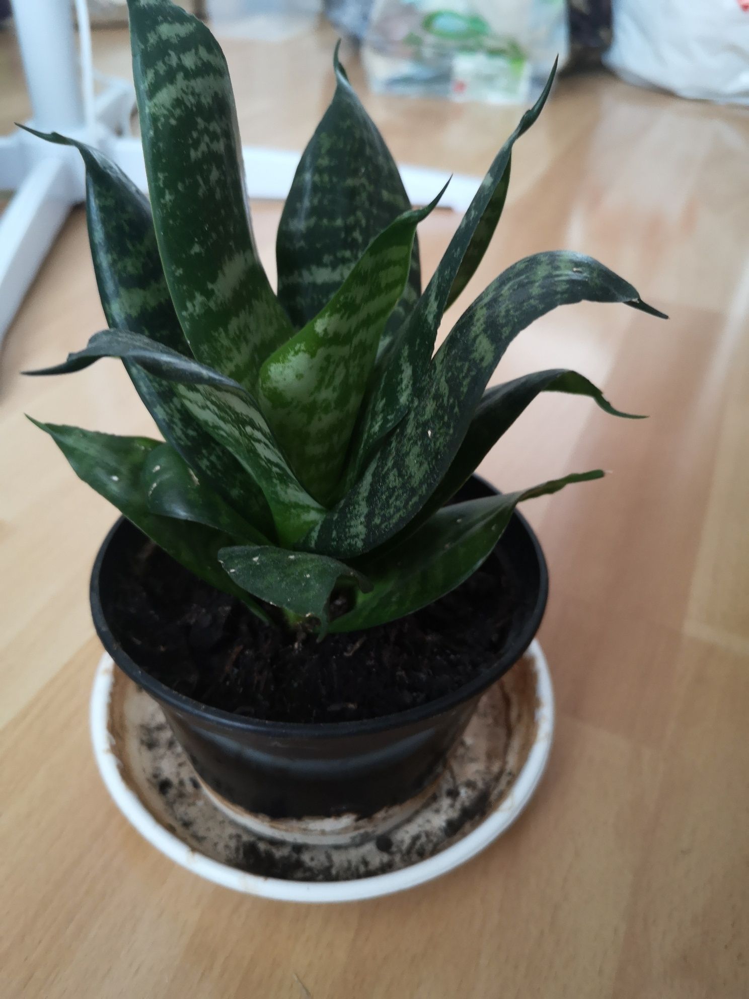 Sansevieria trifasciata