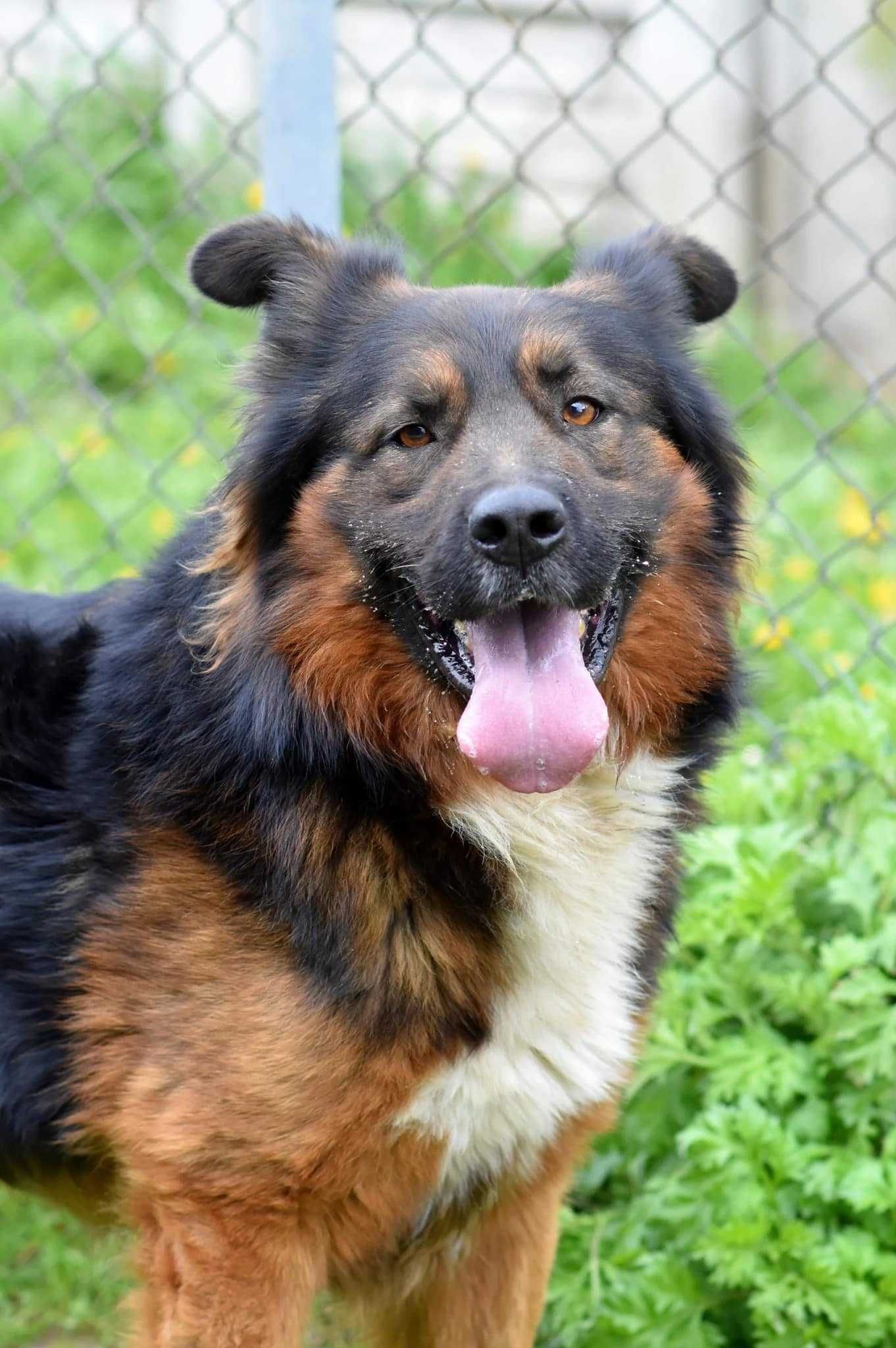Wlad do adopcji!