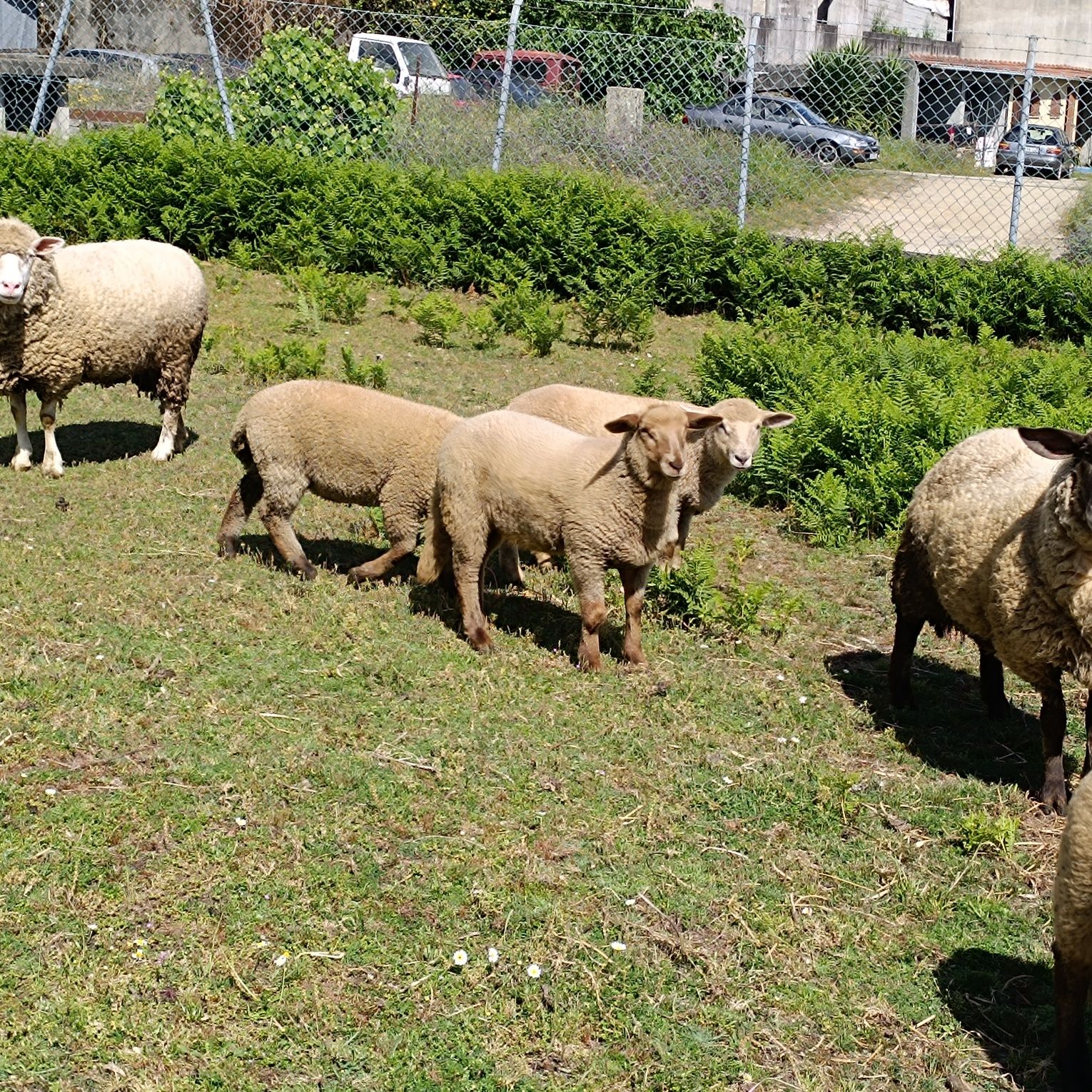 5 ovelhas para vender, 2 borregos e 2 borregos para dispensar