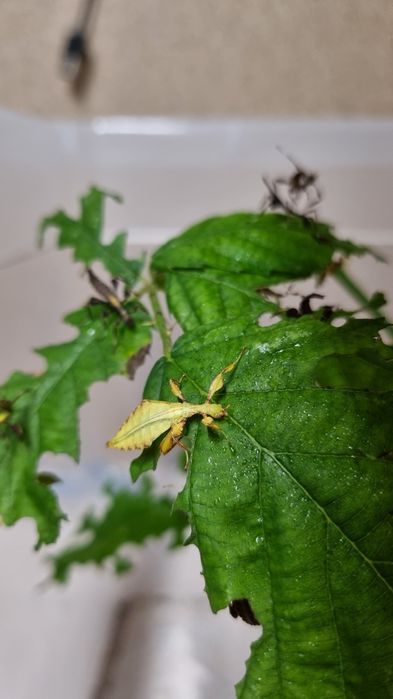 Phyllium letiranti tataba L1-L2