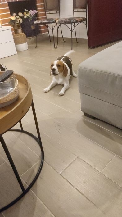 Doação de uma cadela