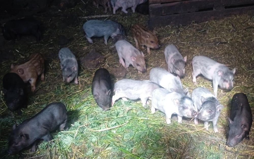 Поросята в'єтнамські 2місяці