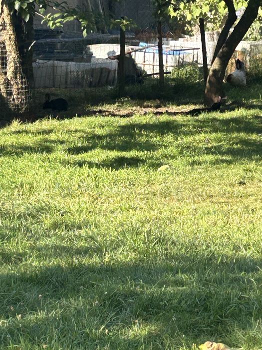 Coelhos para Criação – Fêmeas Pranhas e Machos – Cinza, Preto e Branco