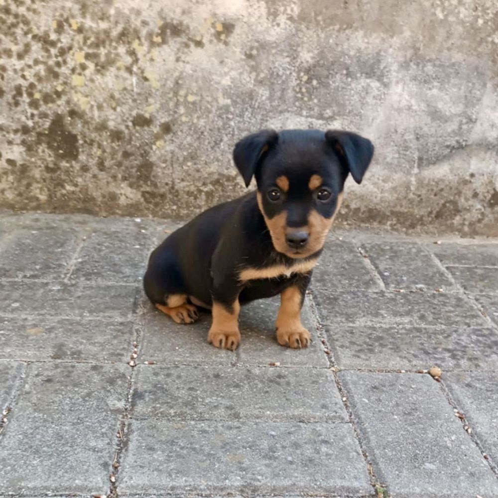 Pinscher - macho
