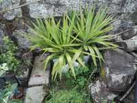 Fiteiros yucca