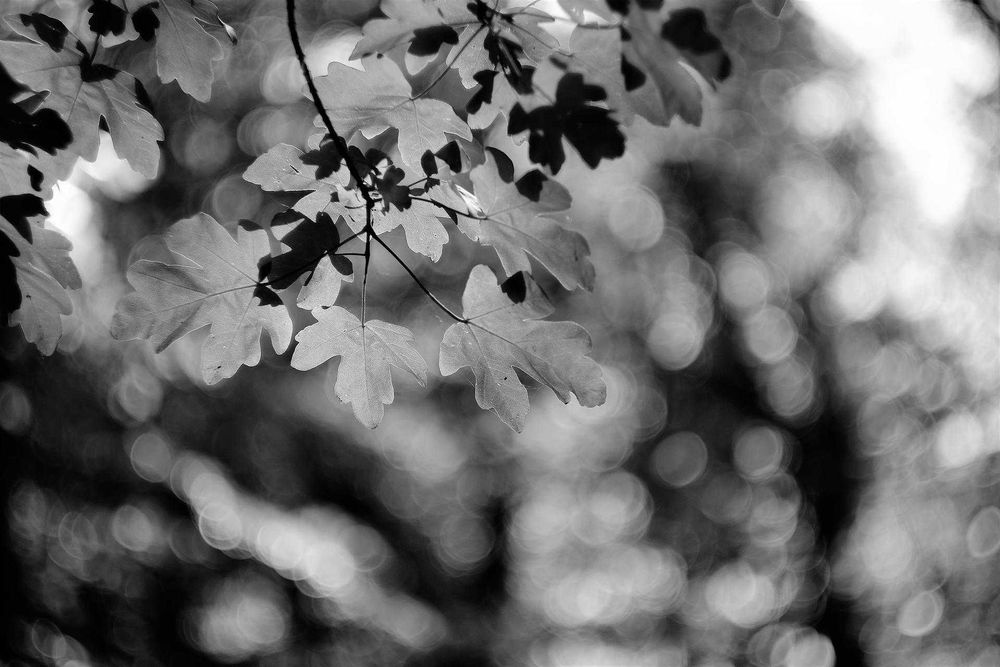 Objectiva Helios-44M-4 58mm f/2 com adaptador para Canon EF/EF-S