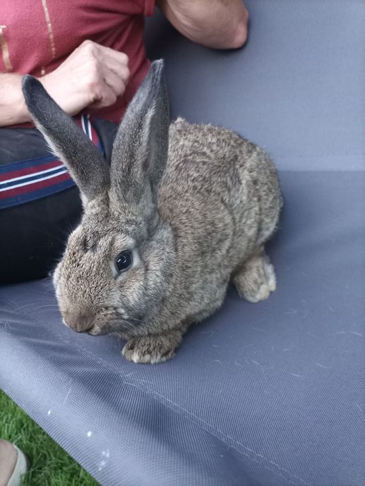 Do sprzedania  króliki , samce