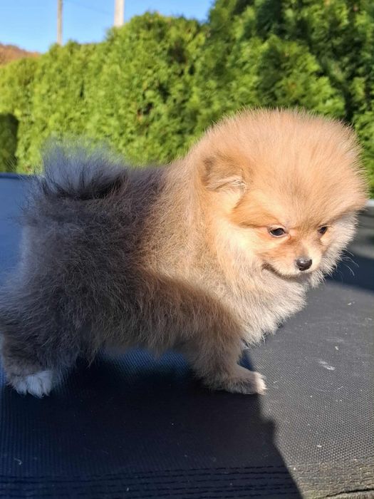Szpic miniaturowy Pomeranian